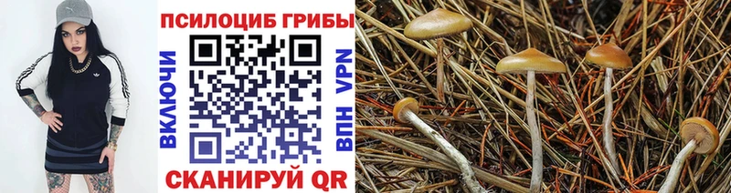 закладка  Сертолово  darknet телеграм  Галлюциногенные грибы MAGIC MUSHROOMS 